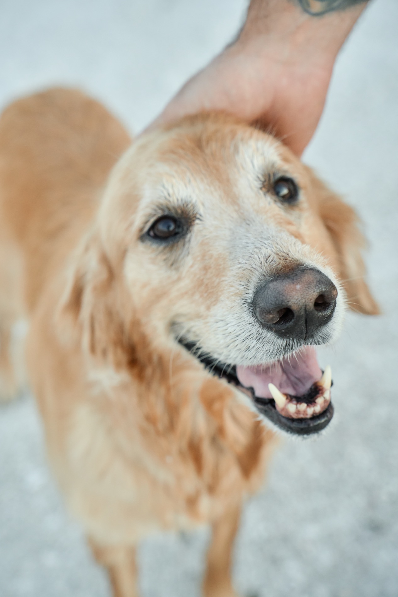 A golden retriever looking up at the camera, a hand on its head
