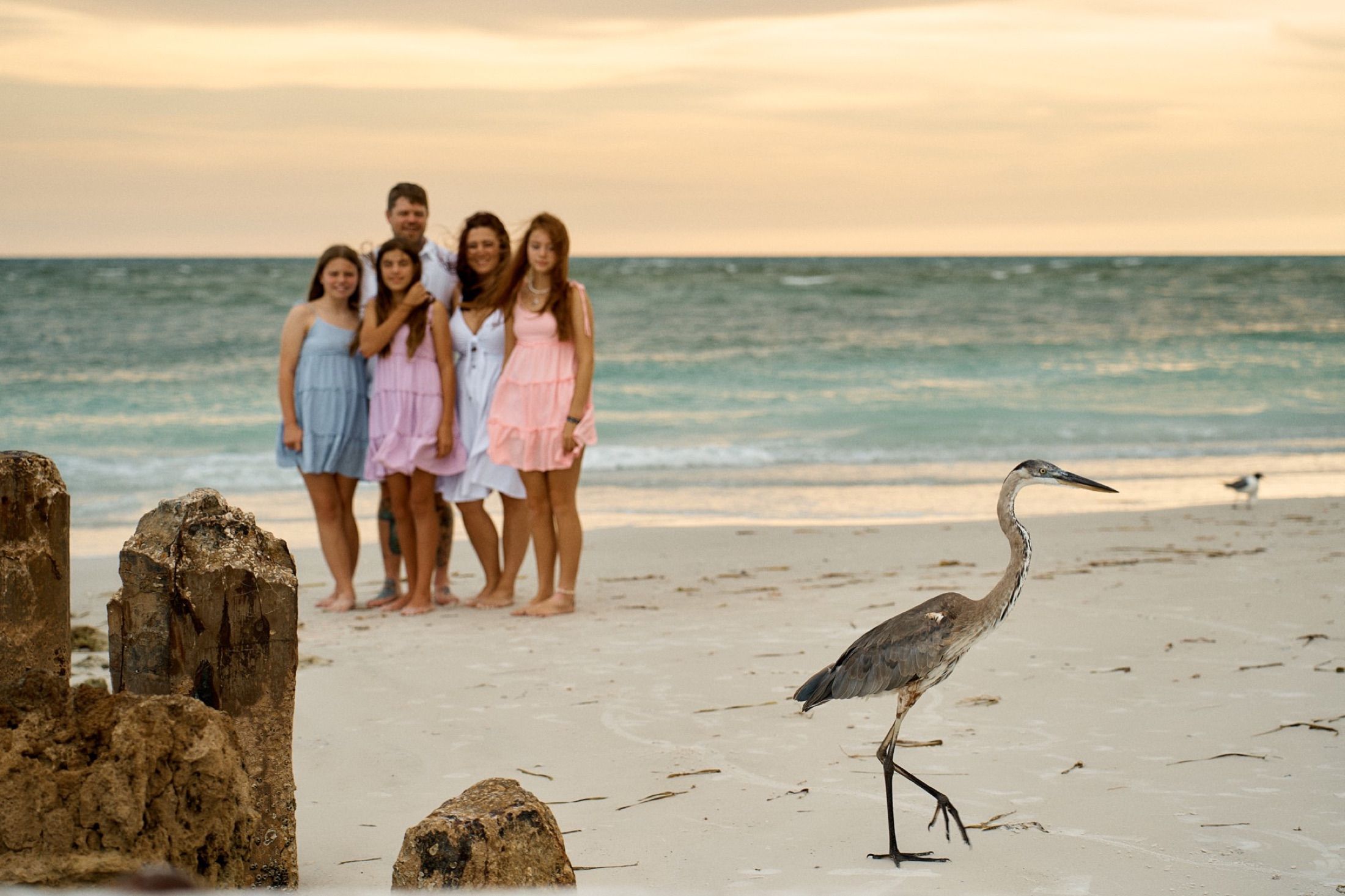 A family standing at the water on Anna Maria Island, a heron walking past in the foreground