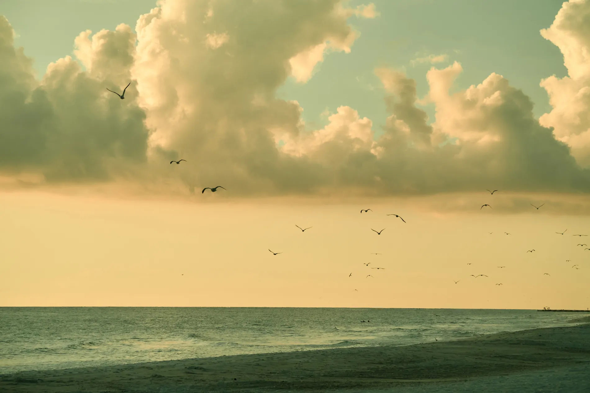 Gulls over the Gulf under tall evening clouds, a strip of dark sand in front